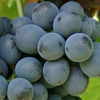 Barbera Beeren 2